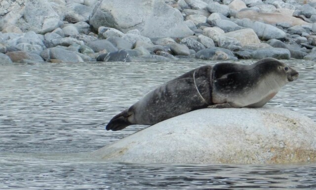 image: Havet kveles av plast
